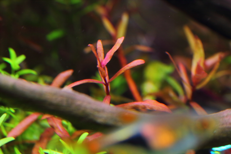 植栽から56日目